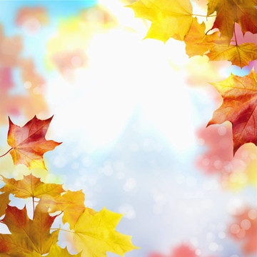 紅黃樹葉