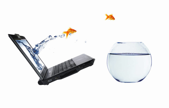 筆記本電腦上的金魚