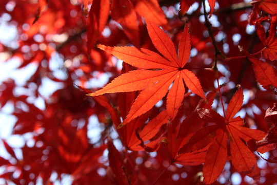 陽(yáng)光下的楓葉 紅楓葉