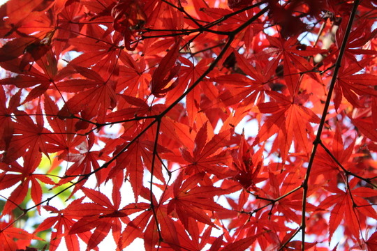 陽(yáng)光下的楓葉 紅楓葉