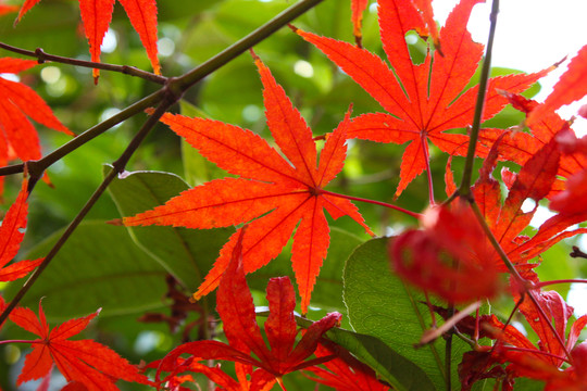 陽(yáng)光下的楓葉 紅楓葉