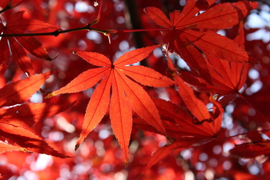 陽光下的楓葉 紅楓葉