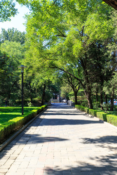 清華大學(xué)校園風(fēng)光林蔭道
