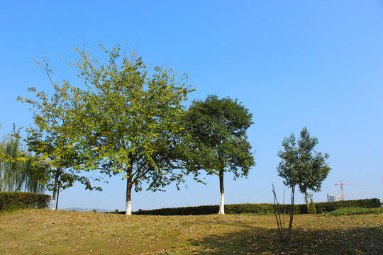 樹與藍天