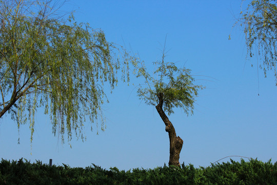 柳樹 藍(lán)天