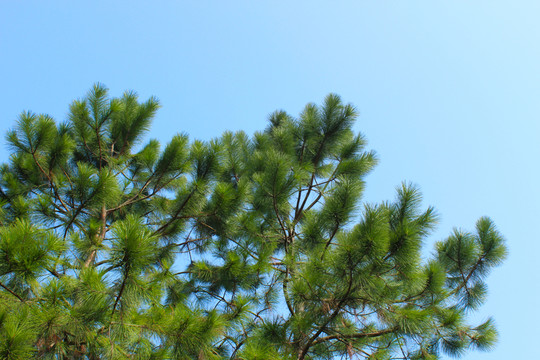 松樹(shù) 松針 藍(lán)天