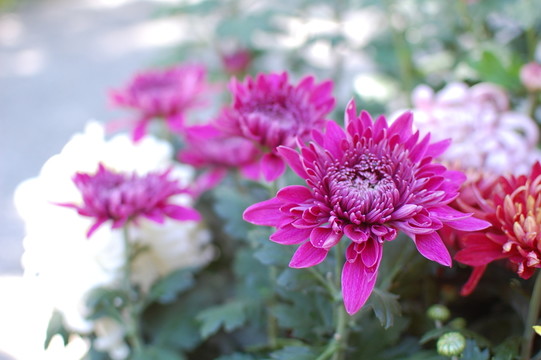 菊花
