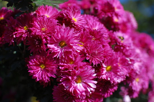菊花