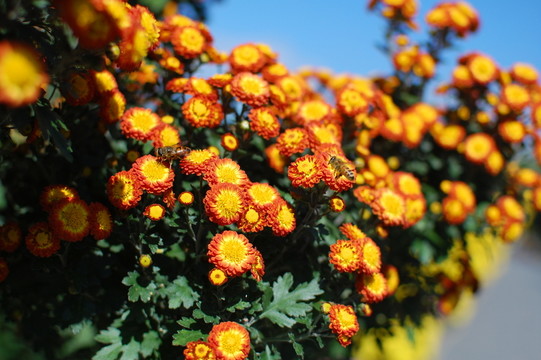 菊花