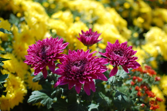 菊花