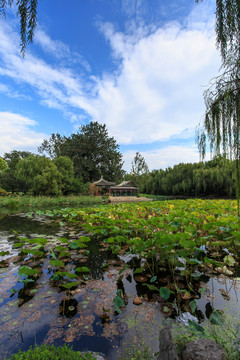 清華大學(xué)校園風(fēng)光近春園