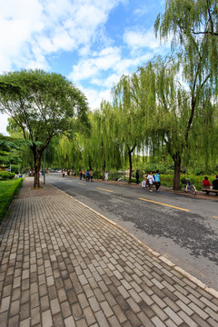 清華大學(xué)校園風(fēng)光林蔭道