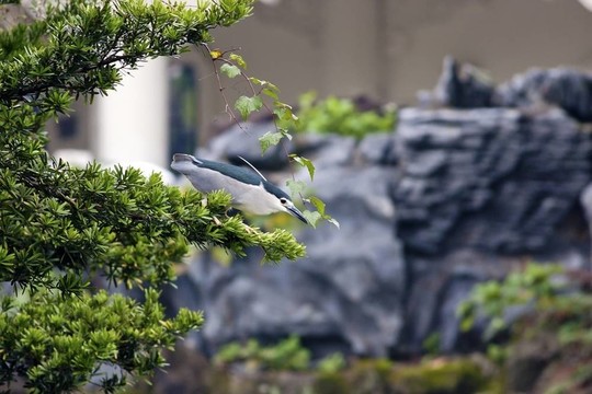 夜鷺