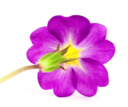 報(bào)春花