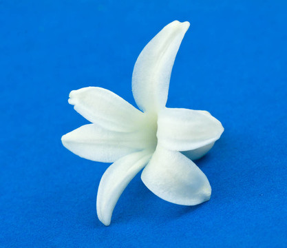 在藍(lán)色的背景，白色的風(fēng)信子