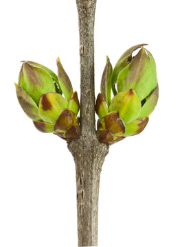 丁香花蕾