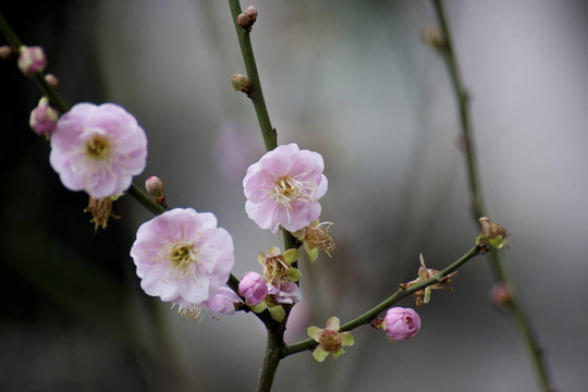 白色的梅花