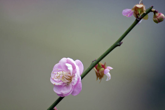 白色的梅花