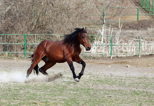 棕色的馬