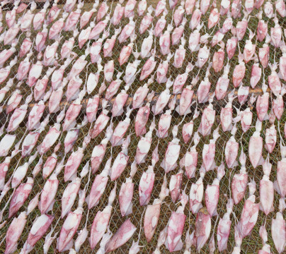 網(wǎng)上魷魚干