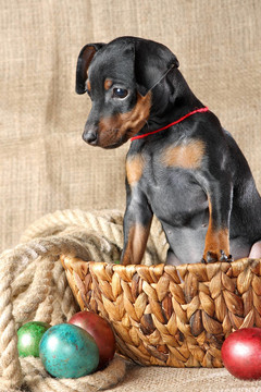 迷你杜賓犬的小狗