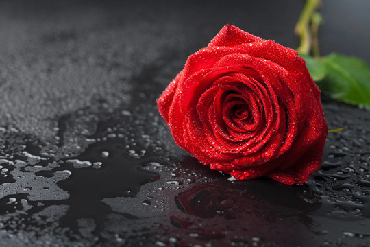 美丽的红色玫瑰与水滴黑色背景