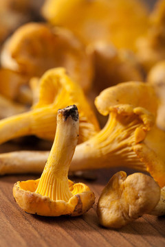 鮮雞油菌蘑菇