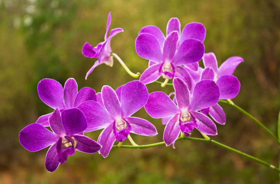 蘭花
