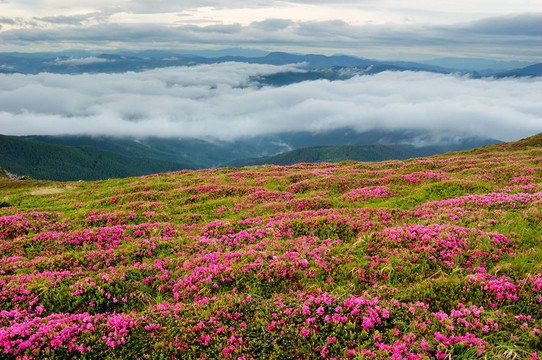 春天的風(fēng)景與多云的天空和Flower