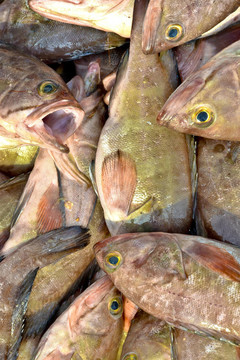 死魚