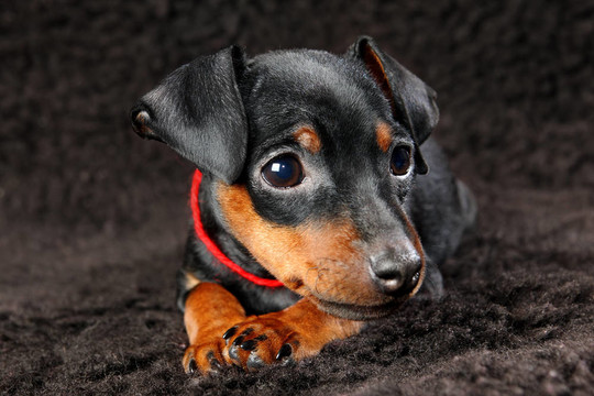 迷你杜賓犬的小狗