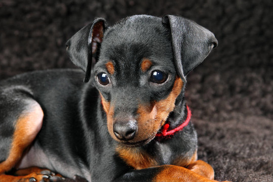 迷你杜賓犬的小狗