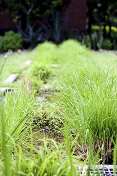 水稻農(nóng)場