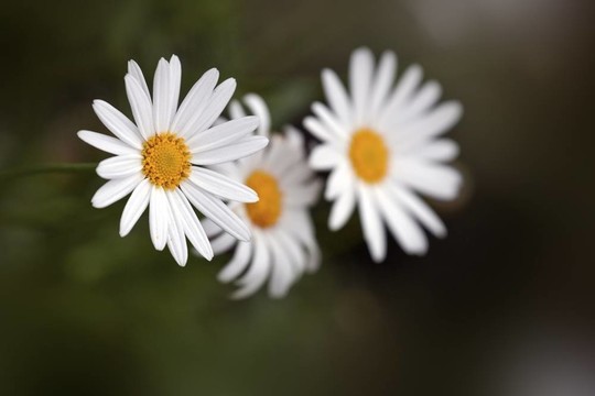 雛菊