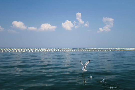 海上飛行