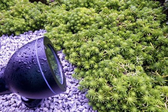 植物和光