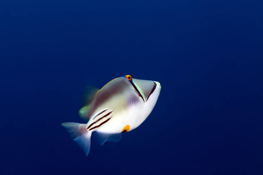 在紅海邊的Picasso triggerfish。