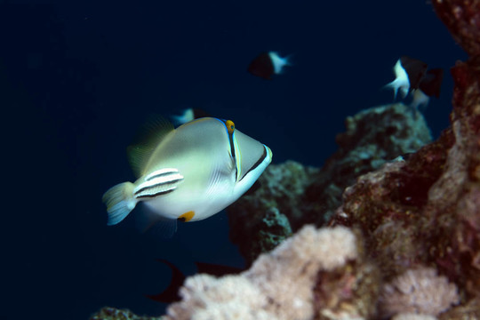 在紅海邊的Picasso triggerfish。