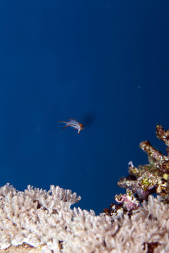 lyretail豬隆頭魚在紅海。