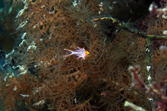 lyretail豬隆頭魚在紅海。