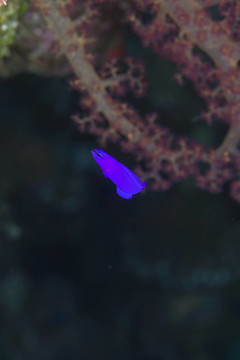 蘭準(zhǔn)雀鯛科在紅海。