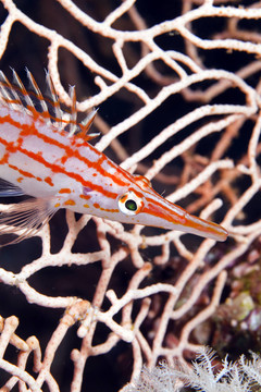 Longnose hawkfish（長(zhǎng)吻）在紅海。