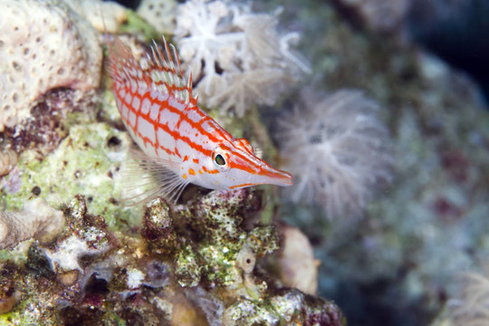 Longnose hawkfish（長(zhǎng)吻）在紅海。