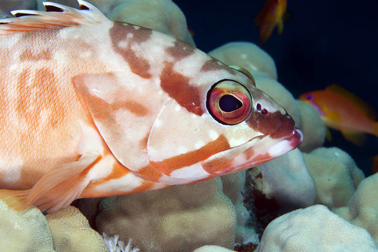 黑邊石斑魚（石斑魚fasciatus）在紅海。