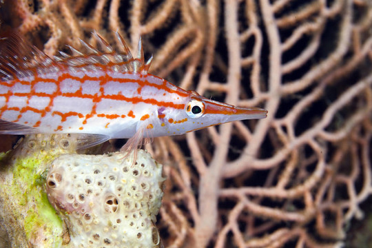 Longnose hawkfish（長(zhǎng)吻）在紅海。