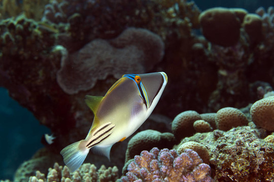 在紅海邊的Picasso triggerfish。