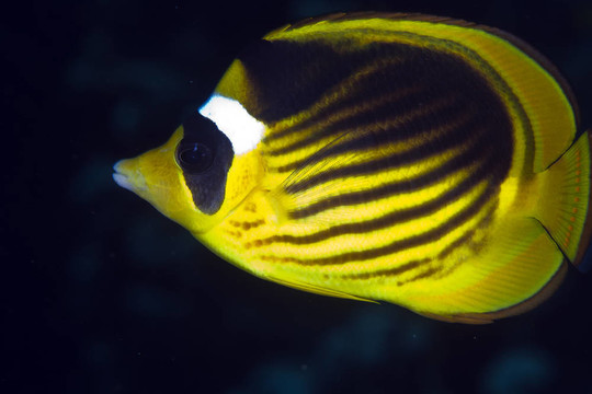 條紋蝴蝶魚在紅海。