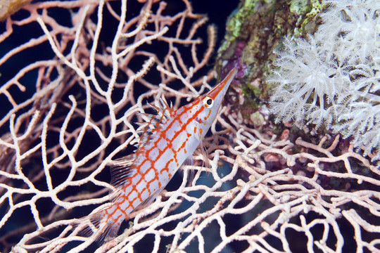 Longnose hawkfish（長(zhǎng)吻）在紅海。