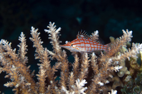 Longnose hawkfish（長(zhǎng)吻）在紅海。