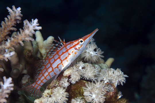 Longnose hawkfish（長吻）在紅海。